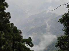 -天目山大树王景区