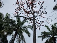 -中国科学院西双版纳热带植物园