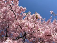 -上海辰山植物园