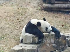 -大连森林动物园