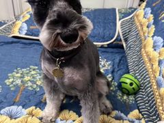 -心仪动物医院·牙专科·肿瘤·心脏科(西客站院)