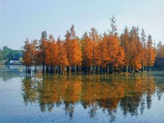 -白鹭湾湿地公园