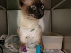 -纳吉亚猫专科动物医院博雅分院