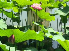 -陈家山荷花公园