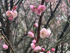 -香雪海