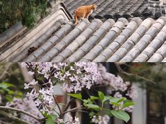-常熟方塔园