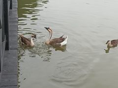 -海珠湖公园