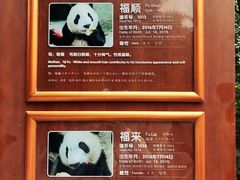 景点-成都大熊猫繁育研究基地