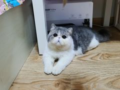 -宠爱国际动物医院· 猫科· 外科·中兽医(长白店)