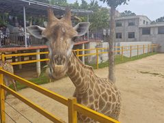 -西霞口神雕山野生动物世界