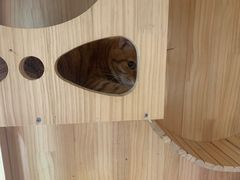 -Pets First伊珊娜洗护·精致美容·家庭式寄养(新会路店)