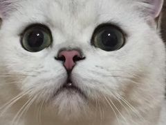 -东方名猫馆·英短金渐层布偶猫舍(环线广场1号楼店)