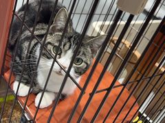 -1013 PET SHOP 宠物商店(近铁城市广场店)