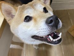 -李小姐の猫咖啡馆(五角场店)