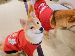 -逗柴咖啡屋·狗咖猫咖宠物桌游