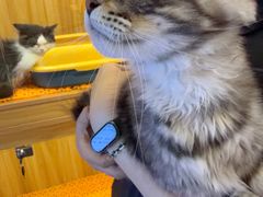 -欣宠猫屋·矮脚拿破仑·蓝金金渐层