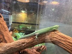 -青石桥花鸟鱼虫市场(叠翠城店)