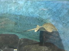 -苏州海洋馆