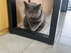 -中农大我爱我爱动物医院·核磁CT·猫病·24小时夜诊中心(石佛营店)