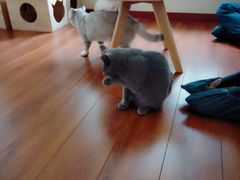 -Meowの猫咖(万家丽店)