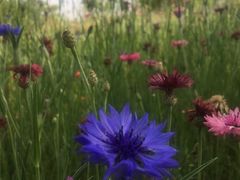 -盘龙城国家考古遗址公园