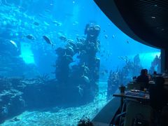-海棠湾洲际-涛·海底餐厅·美人鱼·自助餐·海底隧道