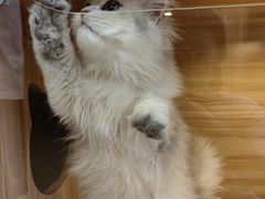 -猫十亿·布偶金渐层·曼基康矮脚猫舍(青年路店)