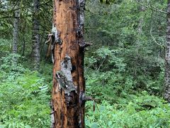 -五营红松林海景区