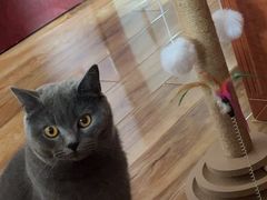 -伟伟宠物医院·瑞派猫友好医院·猫科(光谷店)