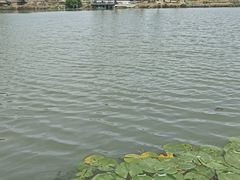 -水岸居湖景农家乐·阳澄湖大闸蟹