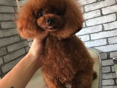 宠物美容-超宠爱宠物摄影-Super pet