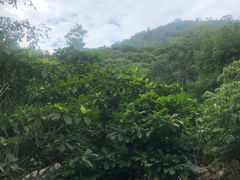 -呀诺达热带雨林