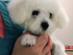 -安安宠物医院(情缘分院)