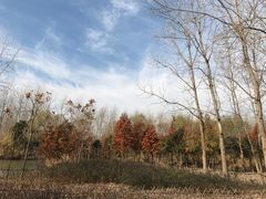 -溱湖国家湿地公园