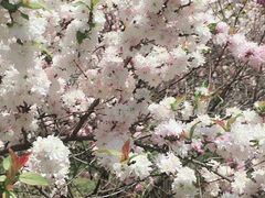 -洛阳市隋唐城遗址植物园