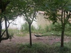 -北京麋鹿生态实验中心