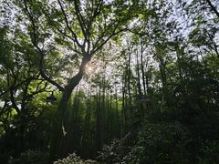 -杭州植物园