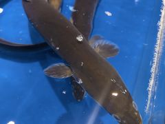 -三亚火车头万人海鲜广场