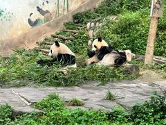 -中国大熊猫保护研究中心雅安碧峰峡基地