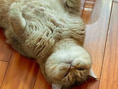 -翊宠yipet猫狗购宠庄园犬舍•猫舍