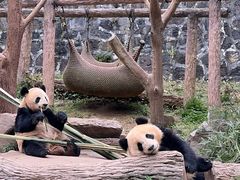 -都江堰中华大熊猫苑
