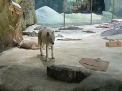 -帝企鹅自助餐厅•儿童岛•真企鹅(长隆企鹅酒店)