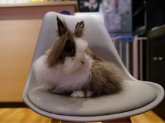 -藦茜花园宠物主题亲子互动体验馆(国顺东路店)