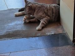 -老四家黄东明牛肉丸