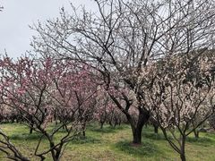 -无锡梅园公园