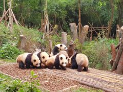 游乐设施-成都大熊猫繁育研究基地