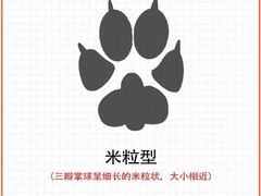-顺强宠物诊所·狂犬免疫·夜诊·骨科(嘉定店)
