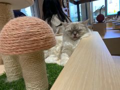 -瞄一喵猫咖(格力海岸店)