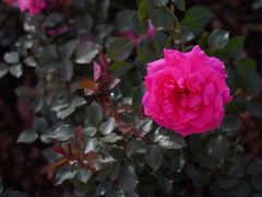 -深圳国际园林花卉博览园