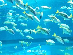-海合安武汉极地海洋公园